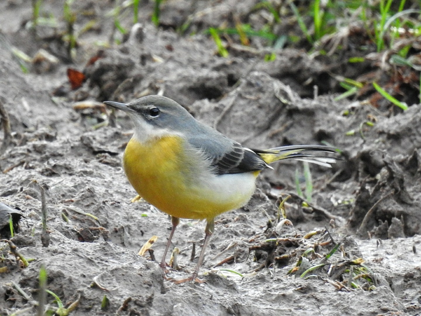 COLOUR CONFUSION: The grey wagtail is sometimes confused with the yellow wagtail due to the vibrantly coloured upperparts