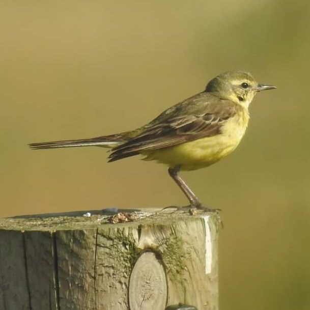 GROUND NESTER: The yellow wagtail’s cup-shaped nest is built amongst vegetation