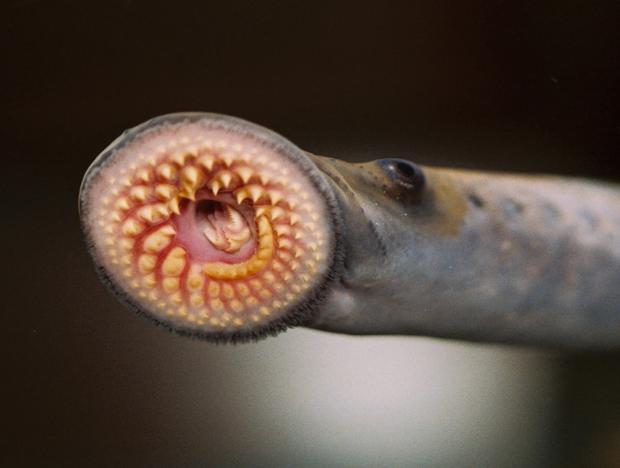 Worcester News: The sea lamprey is also known as the vampire fish