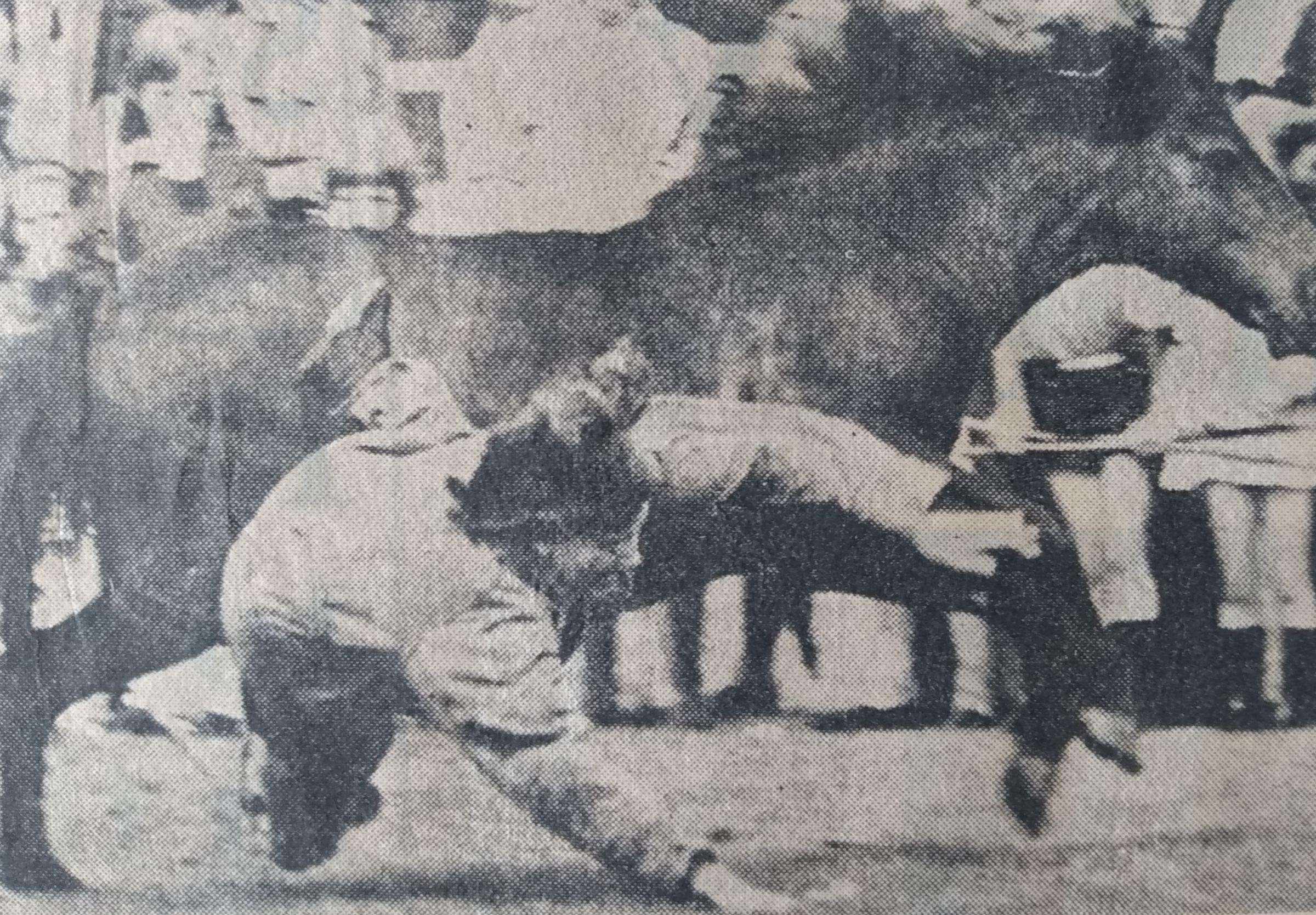 There’s a reason health and safety came about... Inset, one of the entrants in the rodeo competition held at the Worcester City Show in August 1973 found it wasn’t as easy as it looked