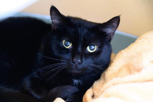 Ambrose the cat was abandoned in Worcester