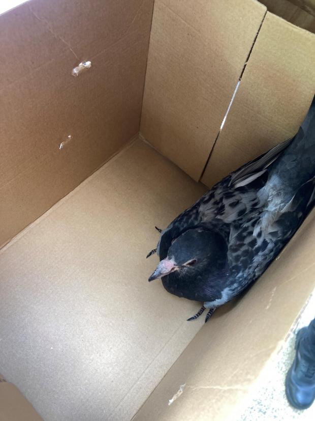 Worcester News: SAVED: The pigeon was very frightened