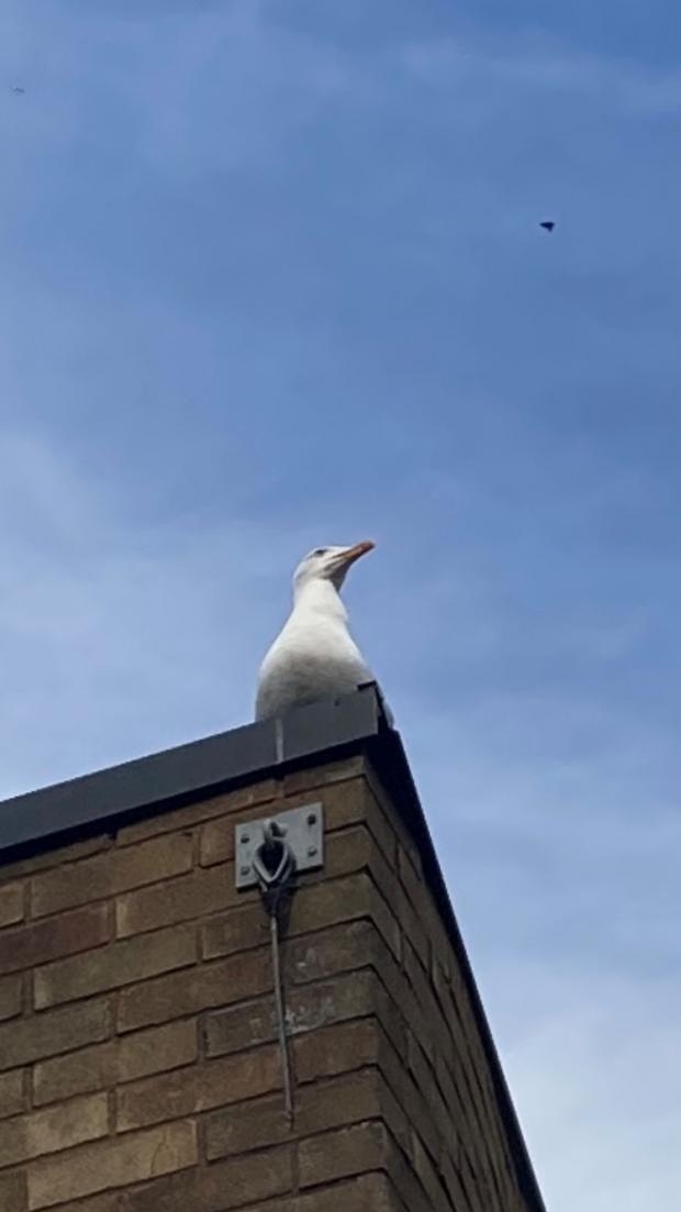 Worcester News: HUNGRY: The gull watches and waits