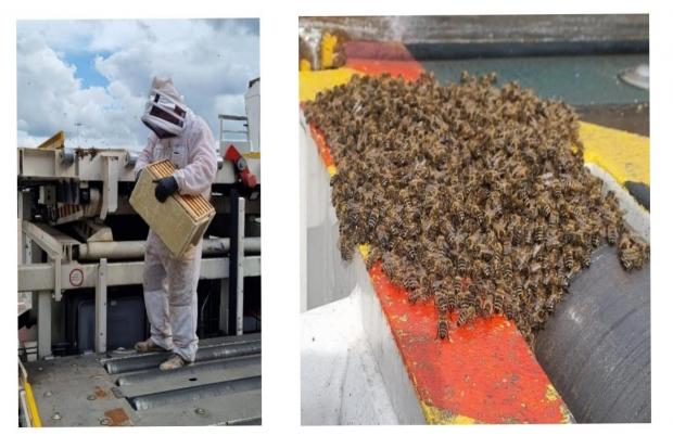 Staff from Birmingham airport discovered an army of bees and said it was 'un-bee-liev-able'