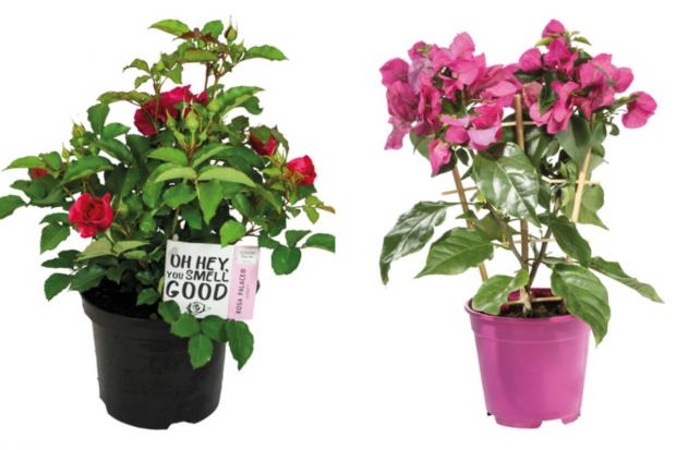 Worcester News: (left) Garden Rose and (right) Bougainvillea (Lidl/Canva)