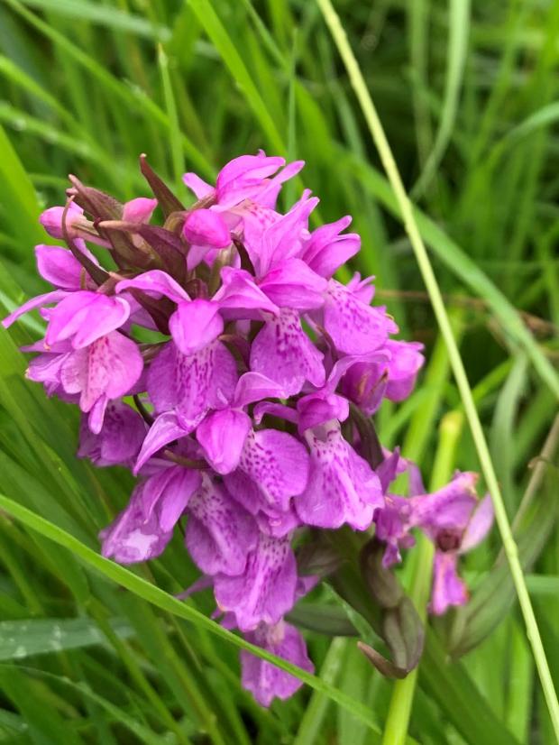 Worcester News: Orchids can be spotted around Worcester this summer