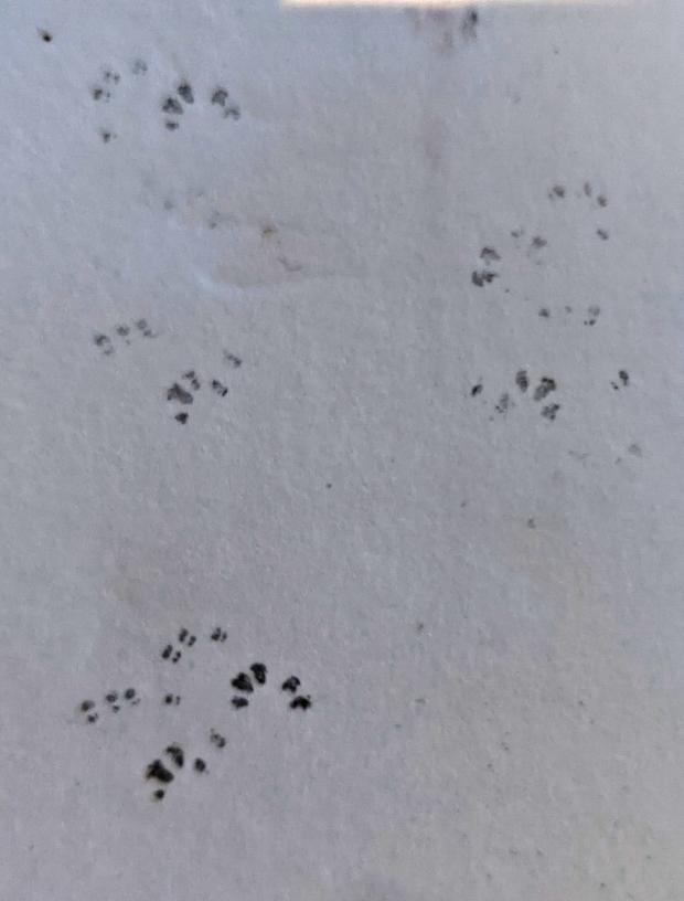 Worcester News: Dormouse footprints. picture credit: Dave Smith