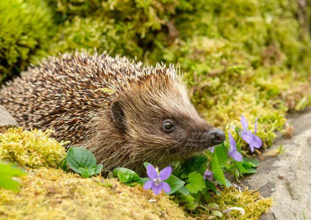 Worcester News: HUNT: The men claimed they were out hedgehog hunting. Photo: Getty Images
