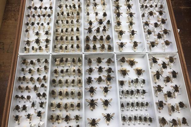 Museum bee specimens