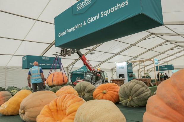 Worcester News: Malvern Autumn Show: Pumpkins and Squashes 