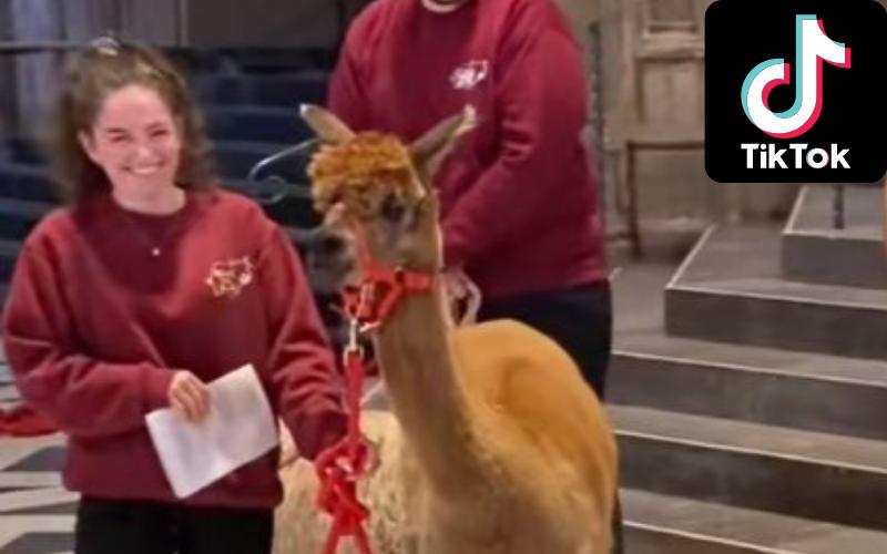 TikTok of a goat in Worcester Cathedral has gone viral