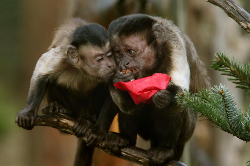 Keeping primates as pets to be banned under Government proposals