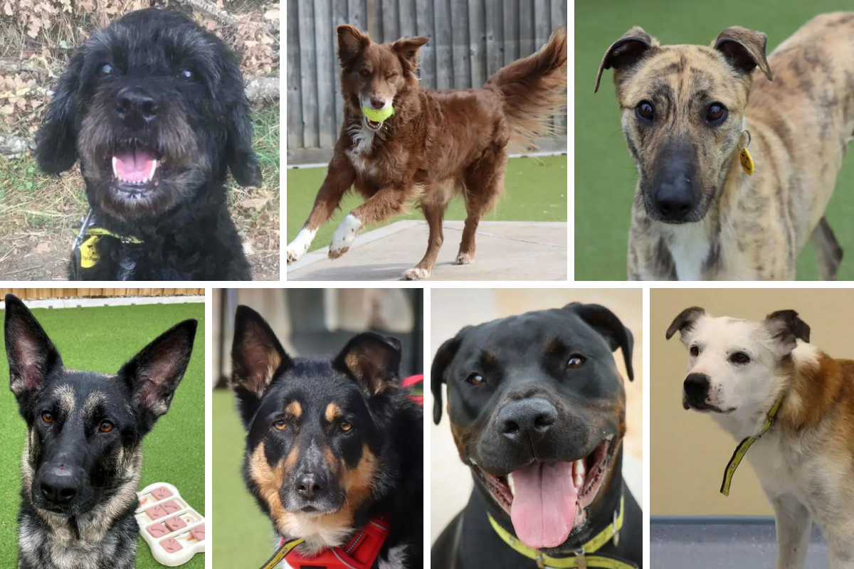 Dogs Trust Evesham: 7 dogs looking for forever homes - Vimarsana News