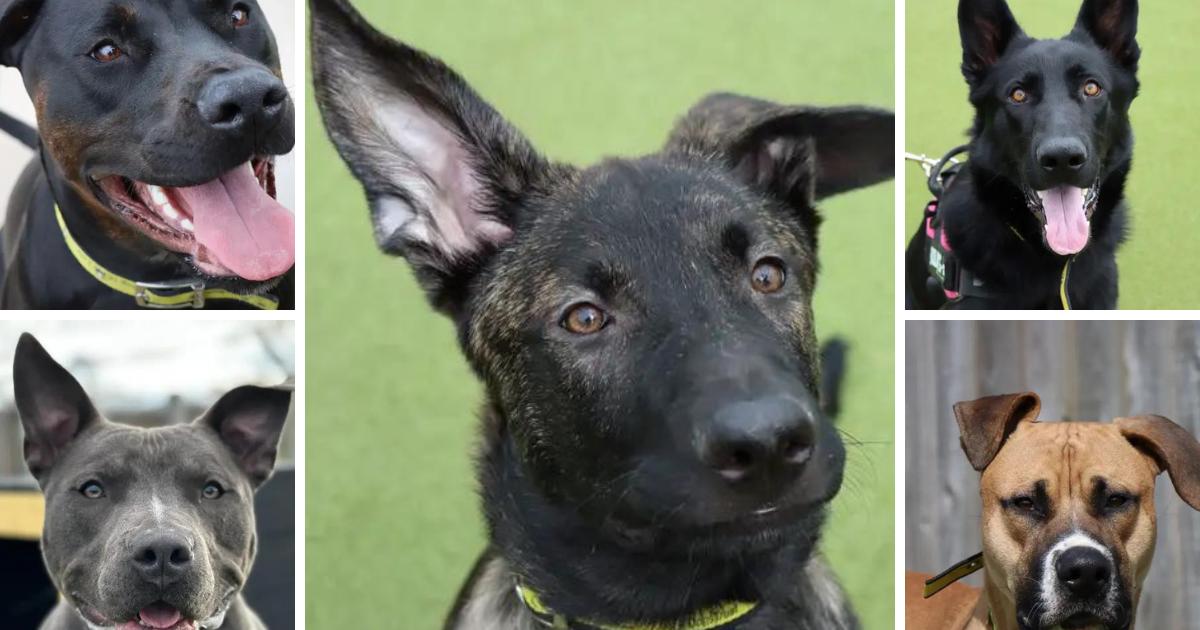 Dogs Trust Evesham: 5 puppies are looking for forever homes - Vimarsana News