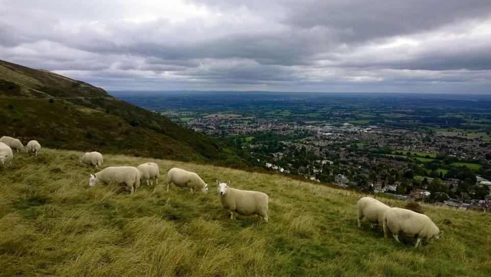 Where will sheep and cattle will be on Malvern Hills? | Worcester News 