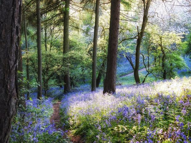 Worcestershire woodland walks where you can see bluebells | Worcester News 