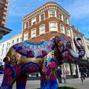 STAMPEDE: Two weeks until the elephants come to the city centre