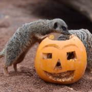 Meerkats munching on a pumpkin at West Midland Safari.