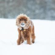 Pets At Home tips to keep your pets safe in the cold winter months (Canva)