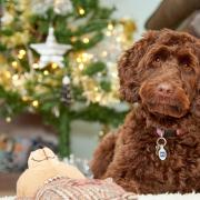 DANGEROUS: RSPCA is highlighting a number of things are dangerous to pets around the home this Christmas