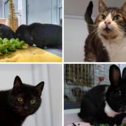 These 5 animals with RSPCA in Worcestershire need forever homes (RSPCA/Canva)