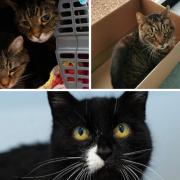 These 4 cats with RSPCA in Worcestershire need forever homes (RSPCA/Canva)