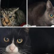 Three cats with RSPCA in Worcestershire need forever homes (RSPCA/Canva)