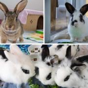 These 5 rabbits with RSPCA in Worcestershire need forever homes (RSPCA/Canva)