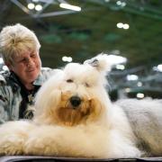 An old English sheepdog with their owner during the first day of the Crufts Dog Show at the Birmingham National Exhibition Centre (NEC) Picture: PA