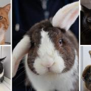 These 5 animals with RSPCA in Worcestershire are looking for forever homes (RSPCA/Canva)