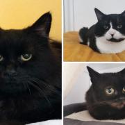 These 3 cats with RSPCA Worcestershire need forever homes (RSPCA/Canva)