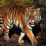 West Midland Safari Park set to open tiger habitat and Tiger Lodges (Canva)