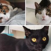 These 3 cats with RSPCA in Worcestershire need forever homes (RSPCA/Canva)