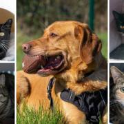 These 5 animals with RSPCA in Worcestershire need forever homes (RSPCA/Canva)