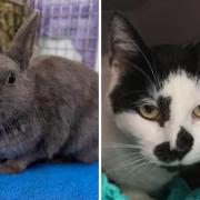 These 2 animals with RSPCA in Worcestershire need forever homes (RSPCA/Canva)