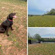 Claines Secure dog field praised by dog owners.