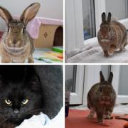 These 4 animals with RSPCA in Worcestershire need forever homes (RSPCA/Canva)