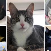 These 5 cats with RSPCA in Worcestershire need forever homes (RSPCA/Canva)