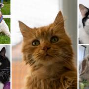These 5 animals with RSPCA in Worcestershire are looking for new homes (RSPCA/Canva)