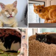 These 4 cats with RSPCA Worcestershire need forever homes (RSPCA/Canva)