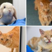 These 4 animals with RSPCA in Worcestershire need new homes (RSPCA/Canva)