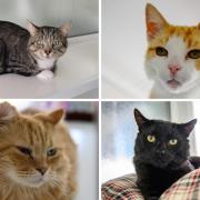 These 4 cats with RSPCA in Worcestershire are looking for forever homes (RSPCA/Canva)