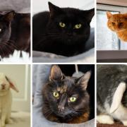 Can you rehome one of these 6 animals from RSPCA Worcestershire? (RSPCA/Canva)