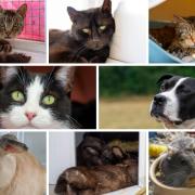 Can you give any of these pets a new home? (RSPCA/Canva)