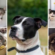 Could you give one of these animals from RSPCA Worcestershire a new home? (RSPCA/Canva)