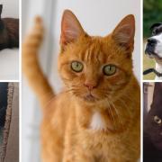 Could you rehome one of these animals? (RSPCA/Canva)