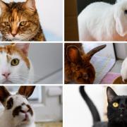 Can you rehome one of these animals?