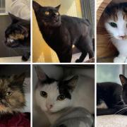 Can you rehome one of these 7 cats at RSPCA Wirral & Chester? (RSPCA/Canva)