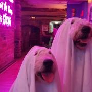 Dogs Spoony and Scampy all dressed up ahead of Tortugas' Halloween party