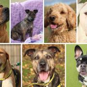 These 7 dogs with Dogs Trust Evesham are looking for new homes